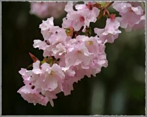 Cherry Blossom by Heymountain Extrait de Parfum